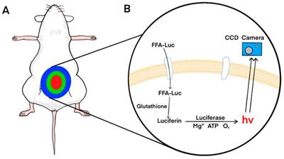 Application and trend of bioluminescence imaging in metabolic syndrome research